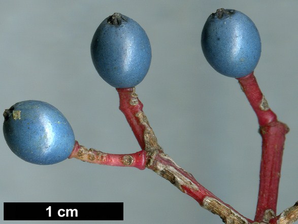 High resolution image: Family: Adoxaceae - Genus: Viburnum - Taxon: ×globosum - SpeciesSub: 'Jermyns Globe' (V.atrocyaneum × V.davidii)